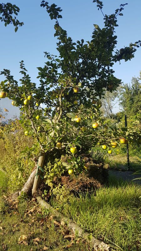 Schrebergarten